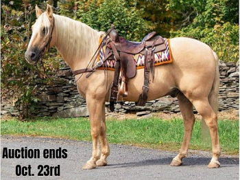beginner-safe-ranch-horse-135859-1_l.jpeg
